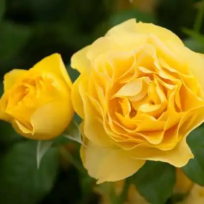 Rosa Leah Tutu™ - galben - trandafir nostalgic